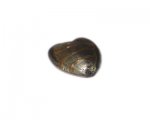 28mm Silver Foil Heart Lampwork Glass Bead 28mm Silver Foil Heart Lampwork Glass Bead