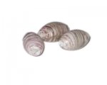 26 x 16mm Plum Oval Glass Lampwork Bead, 3 beads 26 x 16mm Plum Oval Glass Lampwork Bead, 3 beads