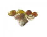Approx. 1.5 - 2oz. Yellow/Gold/Brown Glass Lampwork Bead Mix