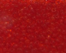 (image for) 11/0 Strawberry Red Transparent Glass Seed Bead, 1oz. Bag