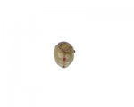 16 x 14mm Ivory Lampwork Glass Bead, large hole 16 x 14mm Ivory Lampwork Glass Bead, large hole