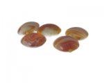 20mm Tan Swirl Lampwork Glass Bead, 5 beads 20mm Tan Swirl Lampwork Glass Bead, 5 beads