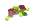 Approx. 1.5 - 2oz. Spring Glass Bead Mix Approx. 1.5 - 2oz. Spring Glass Bead Mix