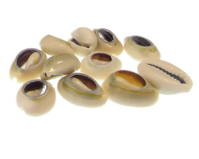 (image for) 20 x 16mm Puca Shell Bead, approx. 11 beads